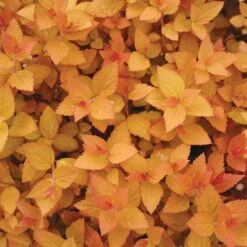 Double Play® Candy Corn® Spirea 9 Double Play® Candy Corn® Spirea -Green Haven Shop spiraea double play candy corn 3 sw