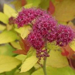 Double Play® Candy Corn® Spirea 10 Double Play® Candy Corn® Spirea -Green Haven Shop spiraea double play candy corn 4 sw