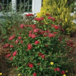 Double Play Doozie® Reblooming Spirea -Green Haven Shop spiraea double play doozie 3 sw