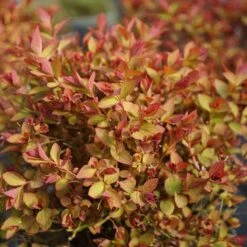 Double Play Doozie® Reblooming Spirea -Green Haven Shop spiraea double play doozie 4 sw