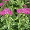 Double Play® Painted Lady® Spirea -Green Haven Shop spiraea double play painted lady 1 sw