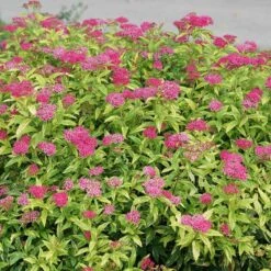 Double Play® Painted Lady® Spirea -Green Haven Shop spiraea double play painted lady 3 sw