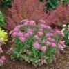 Double Play® Pink Spirea 1 Double Play® Pink Spirea -Green Haven Shop spiraea double play pink 1 sw