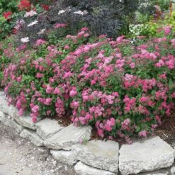 Double Play® Pink Spirea -Green Haven Shop spiraea double play pink 2 sw