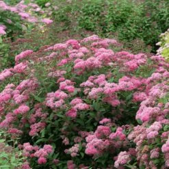 Double Play® Pink Spirea -Green Haven Shop spiraea double play pink 3 sw
