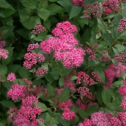 Double Play® Pink Spirea -Green Haven Shop spiraea double play pink 4 sw