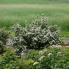 Wedding Cake® Bridal Wreath Spirea -Green Haven Shop spiraea nipponica wedding cake 1