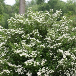 Wedding Cake® Bridal Wreath Spirea -Green Haven Shop spiraea nipponica wedding cake 3