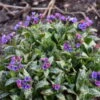 'Spot On' Lungwort -Green Haven Shop spot on lungwort 1