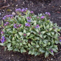 'Spot On' Lungwort -Green Haven Shop spot on lungwort 3