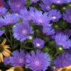 'Peachie's Pick' Stokes' Aster 2 'Peachie's Pick' Stokes' Aster -Green Haven Shop stokesia peachies pick 1