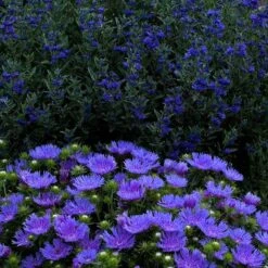 'Peachie's Pick' Stokes' Aster -Green Haven Shop stokesia peachies pick 3