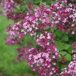 Bloomerang® Dark Purple Reblooming Lilac -Green Haven Shop syringa bloomerang dark purple 1 d73cfa69 06cc 4d20 84e4 d400f67ff85a sw