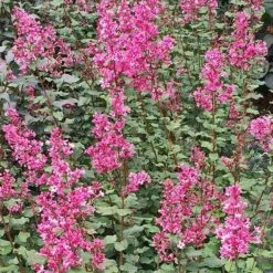 Bloomerang® Dwarf Pink Reblooming Lilac -Green Haven Shop syringa bloomerang dwarf pink lilac 3 90d9a641 6508 400c a33c 738aae7d525d sw