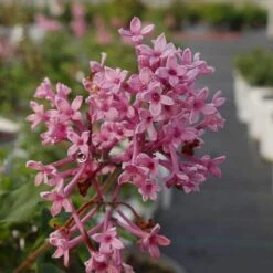Bloomerang® Dwarf Pink Reblooming Lilac -Green Haven Shop syringa bloomerang dwarf pink lilac 4 8966bce5 8ef0 449e a4c9 daa5789b0725 sw