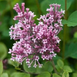 Bloomerang® Dwarf Pink Reblooming Lilac -Green Haven Shop syringa bloomerang dwarf pink lilac 5 50a99c2d 27cc 441b 9d5a 6c5c9f36fb3a sw