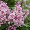 Scent And Sensibility™ Pink Lilac -Green Haven Shop syringa scent sensibility pink 2