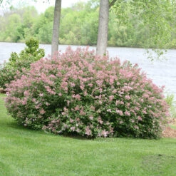 Scent And Sensibility™ Pink Lilac -Green Haven Shop syringa scent sensibility pink 3
