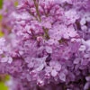 Scentara Pura® Lilac -Green Haven Shop syringa scentara pura 2