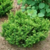 Stonehenge Dark Druid® Yew -Green Haven Shop taxus stonehenge dark druid yew 1