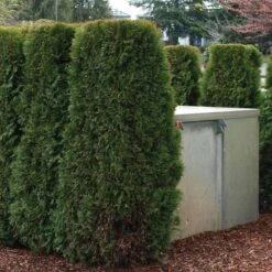 'Emerald Green' Arborvitae (aka 'Smaragd') -Green Haven Shop thuja emerald arborvitae 3 sw