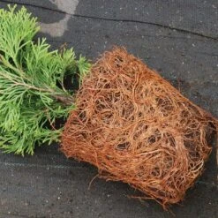 'Emerald Green' Arborvitae (aka 'Smaragd') -Green Haven Shop thuja emerald arborvitae 4 sw