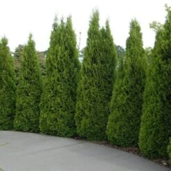 'Emerald Green' Arborvitae (aka 'Smaragd') -Green Haven Shop thuja emerald arborvitae 5 sw
