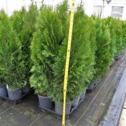 'Emerald Green' Arborvitae (aka 'Smaragd') -Green Haven Shop thuja emerald arborvitae 6 sw