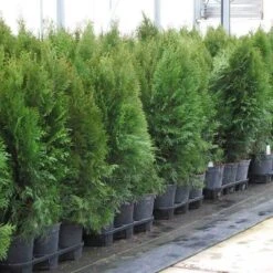 'Emerald Green' Arborvitae (aka 'Smaragd') -Green Haven Shop thuja emerald arborvitae 7 sw