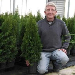 'Emerald Green' Arborvitae (aka 'Smaragd') -Green Haven Shop thuja emerald arborvitae 8 sw