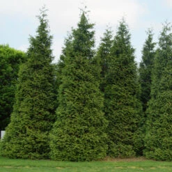 'Green Giant' Arborvitae/Thuja -Green Haven Shop thuja green giant 3copy2
