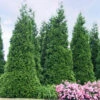 'Green Giant' Arborvitae/Thuja 2 'Green Giant' Arborvitae/Thuja -Green Haven Shop thuja green giant 4copy2