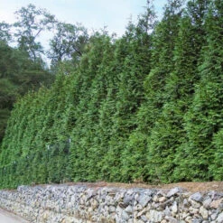 'Green Giant' Arborvitae/Thuja -Green Haven Shop thuja green giant 6copy2