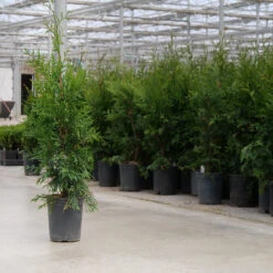 'Green Giant' Arborvitae/Thuja -Green Haven Shop thuja green giant 8copy