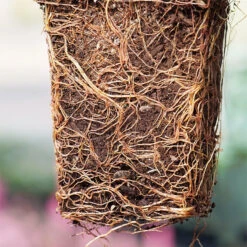 'Green Giant' Arborvitae/Thuja -Green Haven Shop thuja green giant P1063707 1 copy