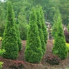 North Pole® Arborvitae -Green Haven Shop thuja north pole 1