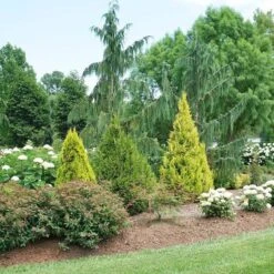 Fluffy® Arborvitae -Green Haven Shop thuja plicata fluffy 3 sw