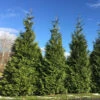 Spring Grove® Western Arborvitae 1 Spring Grove® Western Arborvitae -Green Haven Shop thuja plicata spring grove 1