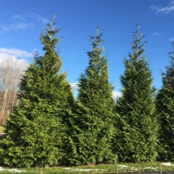 Spring Grove® Western Arborvitae