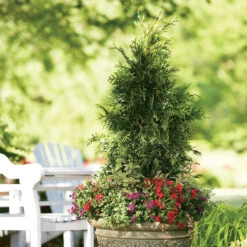 Spring Grove® Western Arborvitae -Green Haven Shop thuja plicata spring grove 3