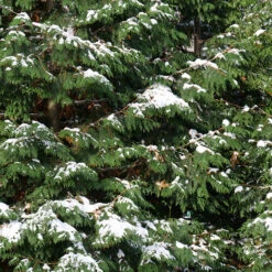 Spring Grove® Western Arborvitae -Green Haven Shop thuja plicata spring grove 4