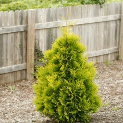 Polar Gold® Arborvitae -Green Haven Shop thuja polar gold 1
