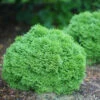 Tater Tot® Arborvitae -Green Haven Shop thuja tater tot 1