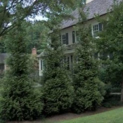 'Hetz Wintergreen' Arborvitae 7 'Hetz Wintergreen' Arborvitae -Green Haven Shop thuja wintergreen arborvitae 3 sw