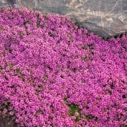 Red Creeping Thyme -Green Haven Shop thymus coccineus creeping thyme 2 sw