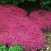 Red Creeping Thyme -Green Haven Shop thymus coccineus creeping thyme 3 sw