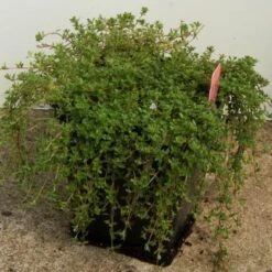 Red Creeping Thyme -Green Haven Shop thymus coccineus creeping thyme 4 sw