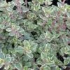 Silver Thyme 1 Silver Thyme -Green Haven Shop thymus vareigated 1 sw