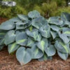 'Touch Of Class' Hosta 1 'Touch Of Class' Hosta -Green Haven Shop touch of class hosta 1