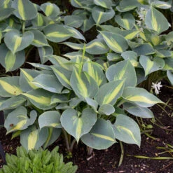 'Touch Of Class' Hosta -Green Haven Shop touch of class hosta 3